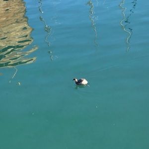 Meet your Posher, Jody